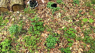 Sheath and breasts in the woods