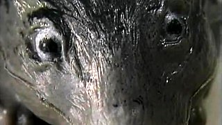 Pulled amateurs close up car sex