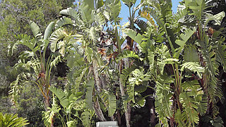 Tremendous Latina Gets a Good Massage and a Huge Black Cock for Her Huge Pussy