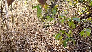 I Fucked My Old Girlfriend in the Forest