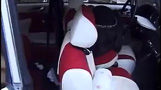 Jessica rizzo ft. Jessica Rizzo: Blowjob, Doggy  Cowgirl Porn