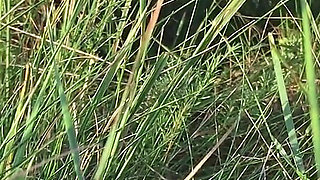 Peeing in the Grass in a Meadow