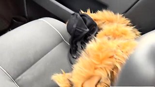 Hardcore Fucking Scenes with Blowjob Giving Brunettes