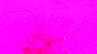 Hair Worship Natural Goddess Domination