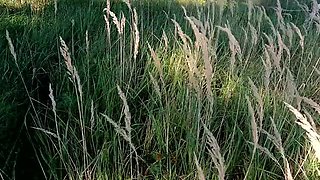 Wild Outdoor Fuck - Bouncy Tits Slapped & Pussy Pounded in Forest