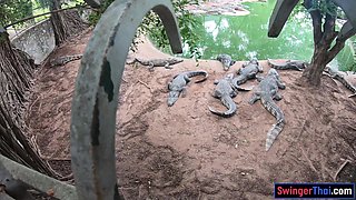 Crocodile feeding and twat pleasing