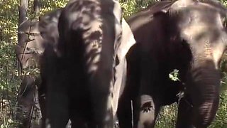 Selen - Queen Of The Elephants 1 (1)