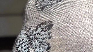 Delilah's Feet in Your Face - (dreamgirls in Socks)