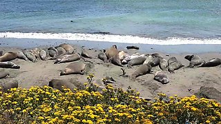 Amateur blowjob outdoor