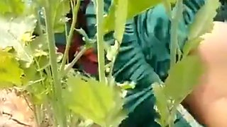 Cheating Sex with Farm Worker in Missionary Style Outdoor Field