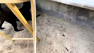 Big assed busty tit fuck and blowjob