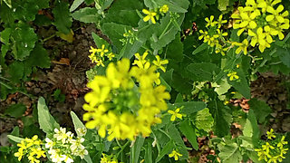 Bengali Wife First Time Video - Wet Pussy fingering 2026