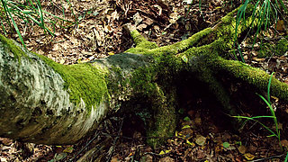 Dyke Deer Lesbian Domination in the Forest with Mushroom Sofi